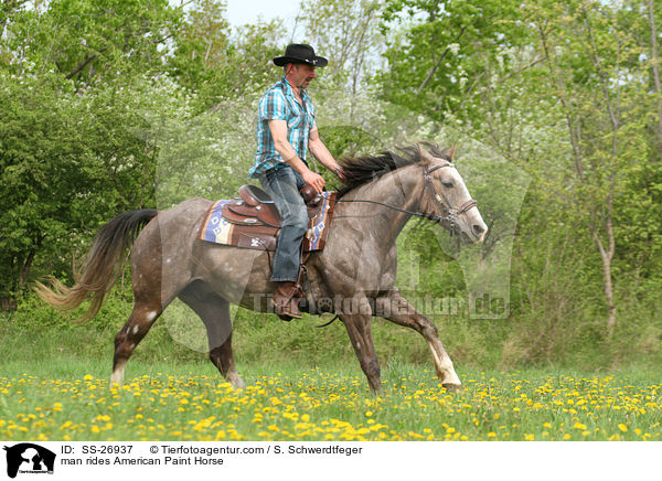 man rides American Paint Horse / SS-26937