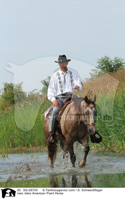 Mann reitet American Paint Horse / man rides American Paint Horse / SS-28705