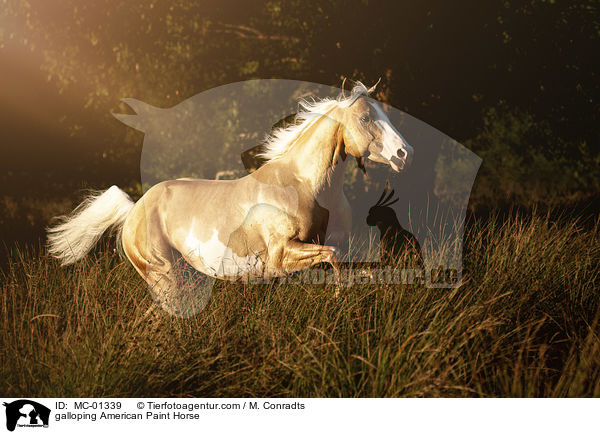 galloping American Paint Horse / MC-01339