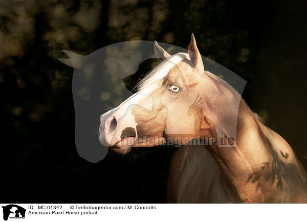 American Paint Horse portrait / MC-01342