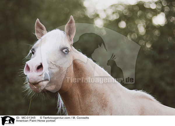 American Paint Horse portrait / MC-01345
