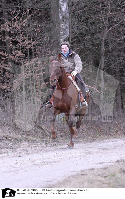 Frau reitet American Saddlebred Horse / woman rides American Saddlebred Horse / AP-07365