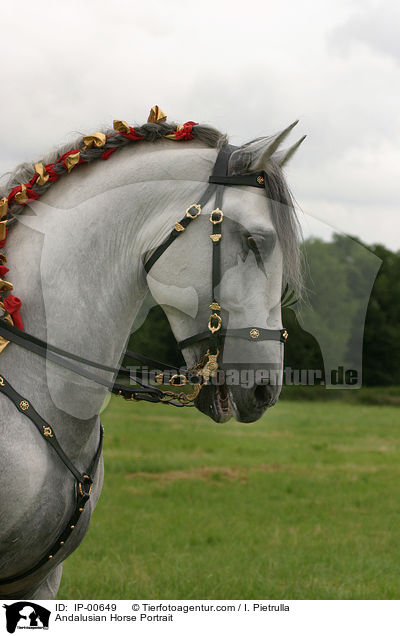 Andalusian Horse Portrait / IP-00649