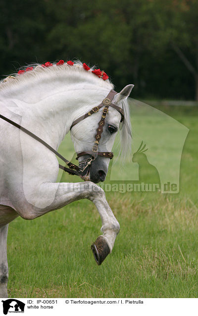 white horse / IP-00651