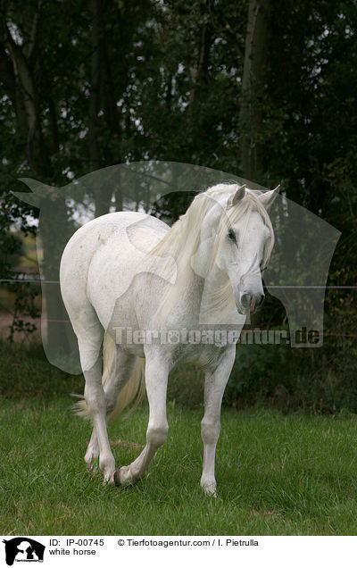 white horse / IP-00745