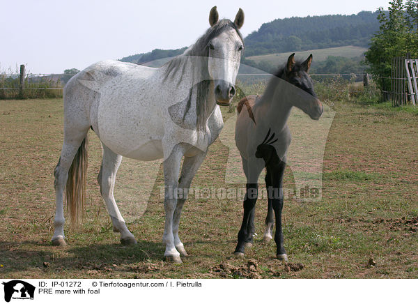 PRE mare with foal / IP-01272
