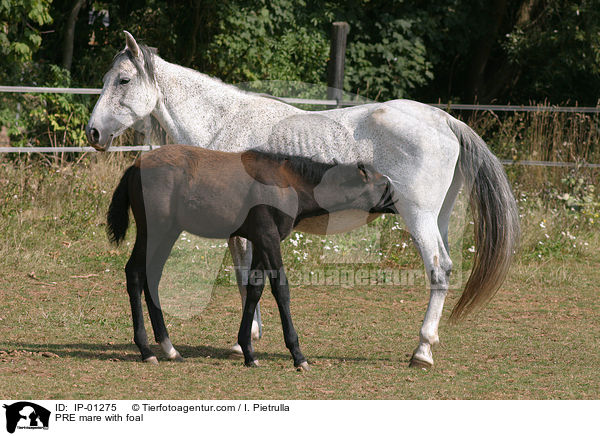 PRE mare with foal / IP-01275