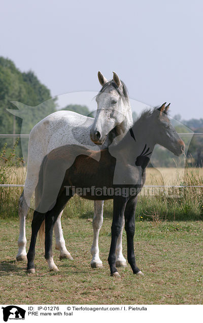 PRE mare with foal / IP-01276