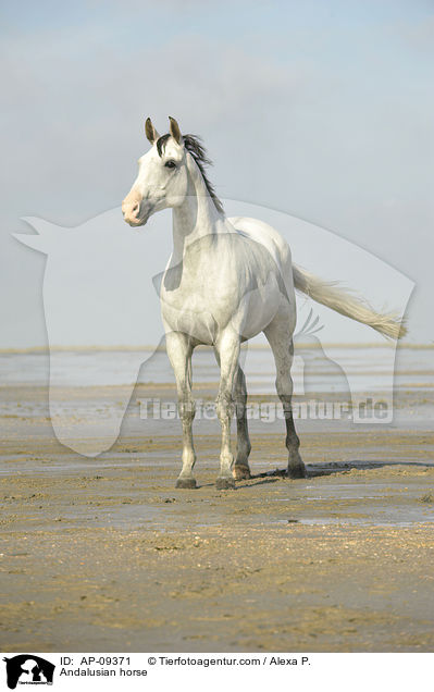 Andalusian horse / AP-09371