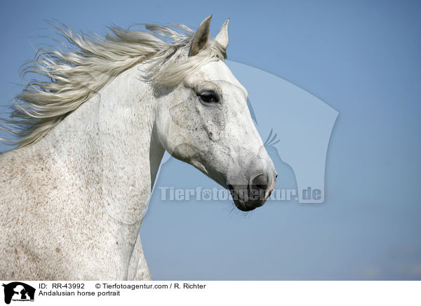 Andalusian horse portrait / RR-43992