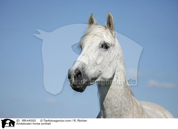 Andalusian horse portrait / RR-44000