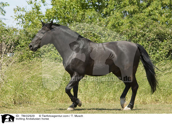 trabender Andalusier / trotting Andalusian horse / TM-02929