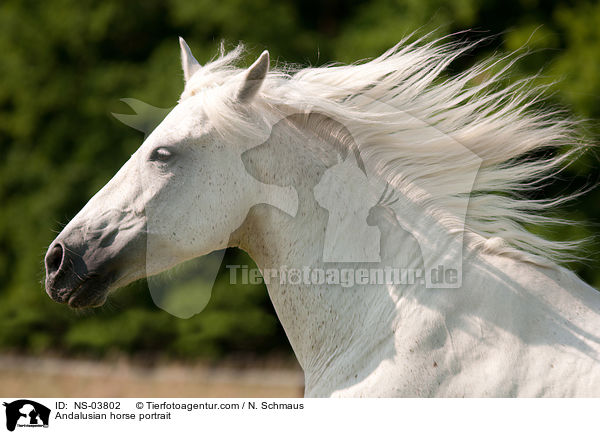 Andalusian horse portrait / NS-03802