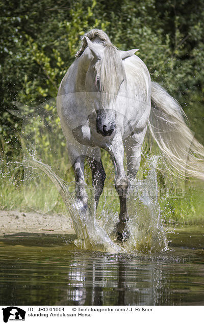 stehender Andalusier / standing Andalusian Horse / JRO-01004