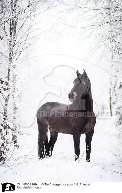 Andalusian horse / NP-01369
