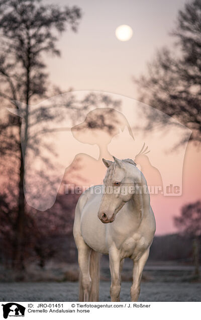 Cremello Andalusian horse / JRO-01451