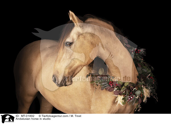Andalusier im Studio / Andalusian horse in studio / MT-01892