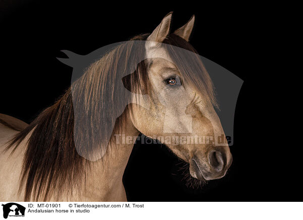 Andalusian horse in studio / MT-01901