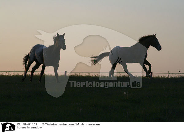 horses in sundown / MH-01102