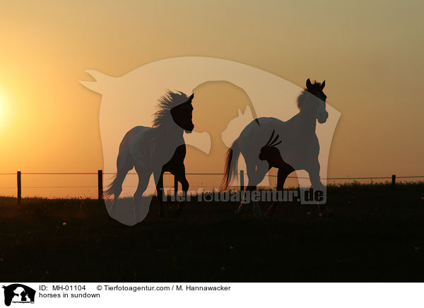 horses in sundown / MH-01104