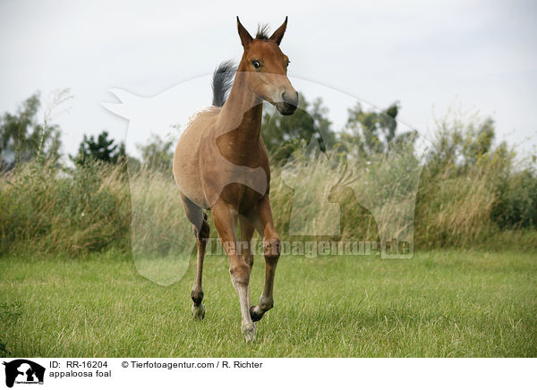 appaloosa foal / RR-16204