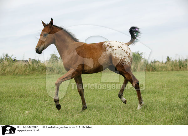 appaloosa foal / RR-16207