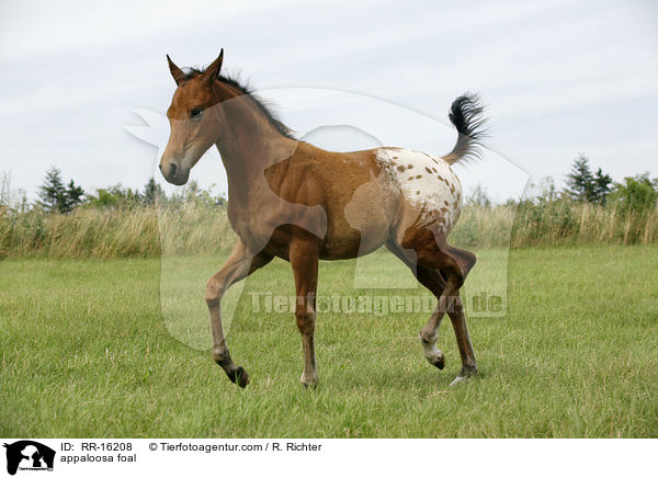 appaloosa foal / RR-16208