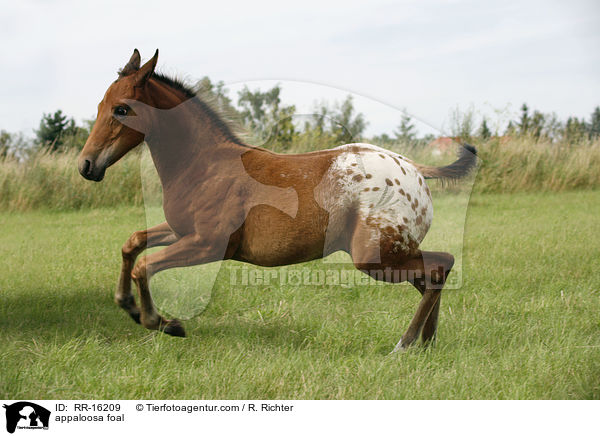 appaloosa foal / RR-16209