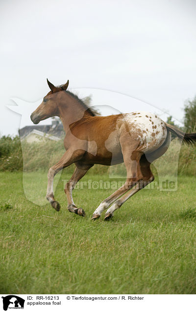 appaloosa foal / RR-16213