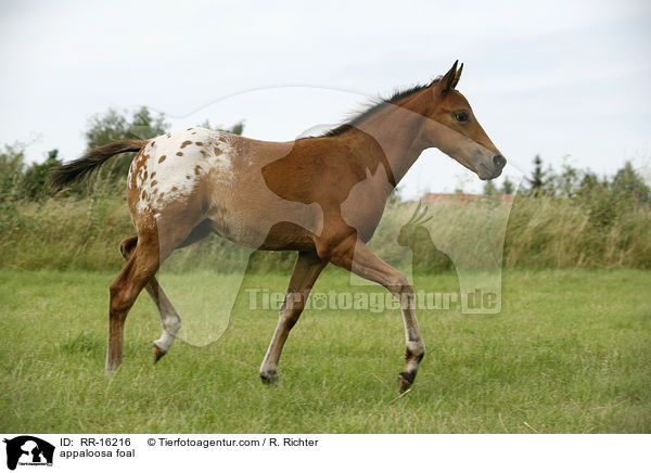 appaloosa foal / RR-16216