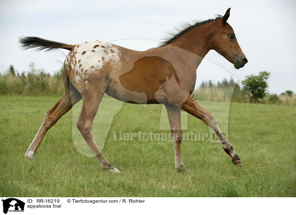appaloosa foal / RR-16219