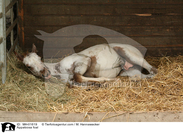 Appaloosa foal / MH-01619