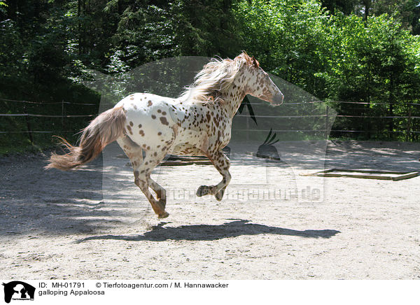 galloping Appaloosa / MH-01791