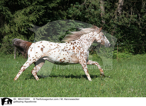 galloping Appaloosa / MH-01844