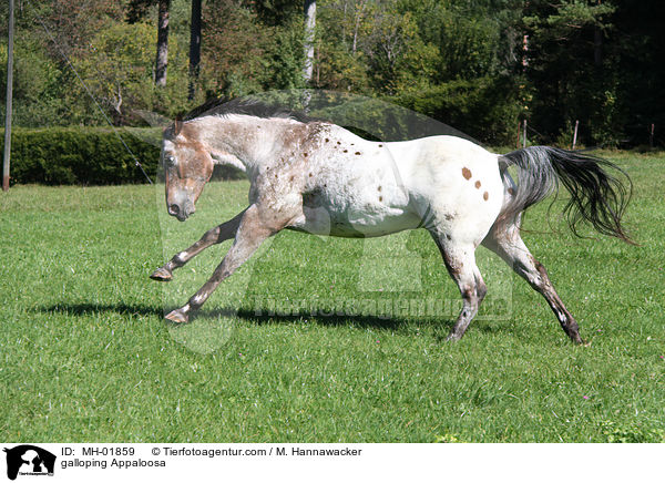 galloping Appaloosa / MH-01859