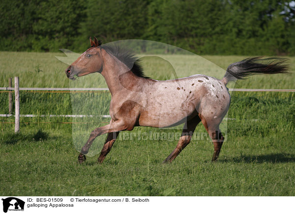 galloping Appaloosa / BES-01509