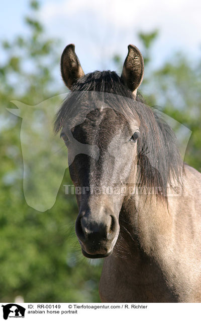 arabian horse portrait / RR-00149