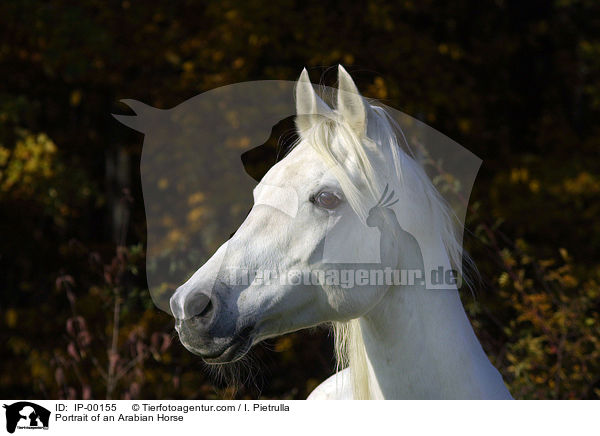 Portrait of an Arabian Horse / IP-00155