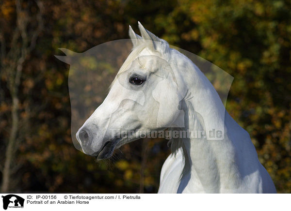 Araber im Portrait / Portrait of an Arabian Horse / IP-00156