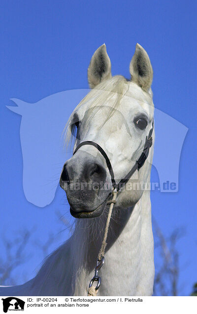 portrait of an arabian horse / IP-00204