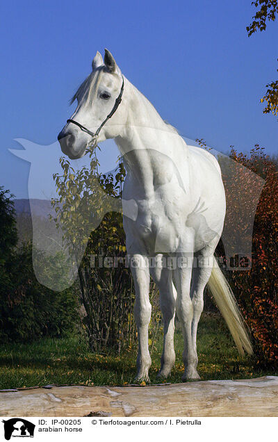 arabian horse / IP-00205
