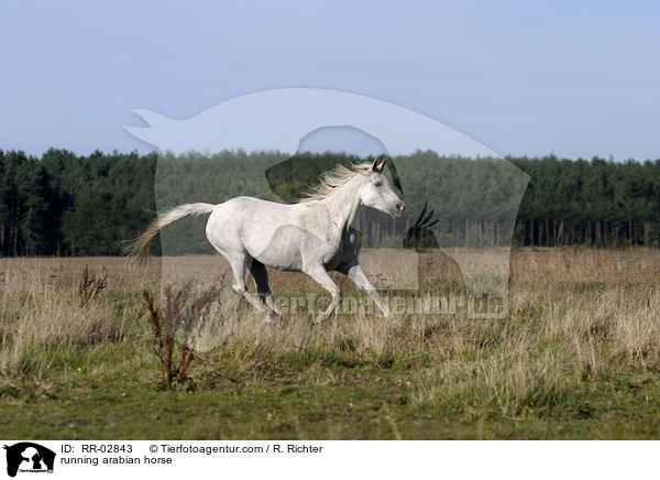 running arabian horse / RR-02843