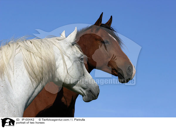 portrait of two horses / IP-00442
