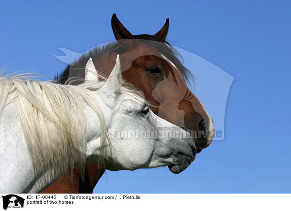 portrait of two horses / IP-00443
