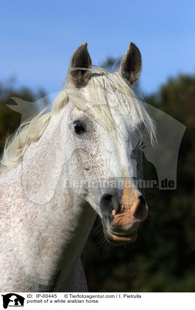 portrait of a white arabian horse / IP-00445
