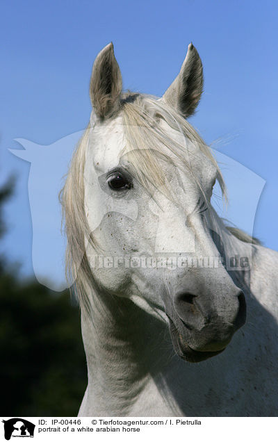 portrait of a white arabian horse / IP-00446