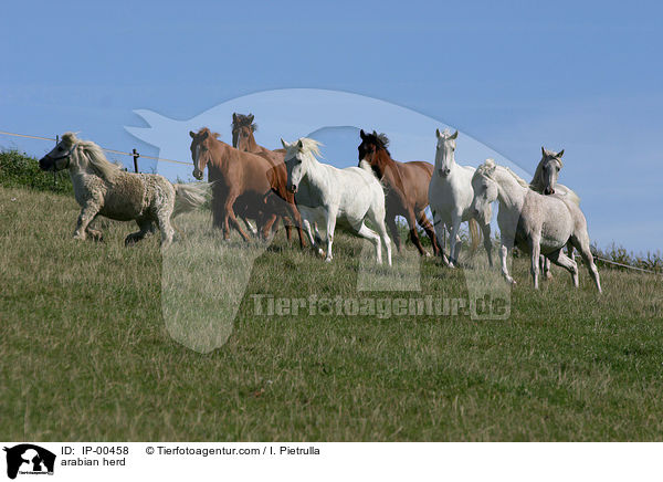 arabian herd / IP-00458