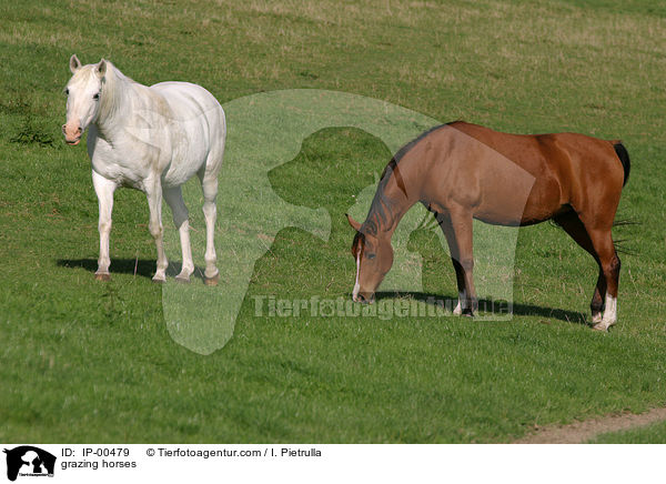 grasende Pferde / grazing horses / IP-00479