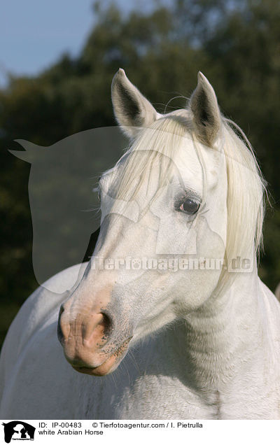 white Arabian Horse / IP-00483
