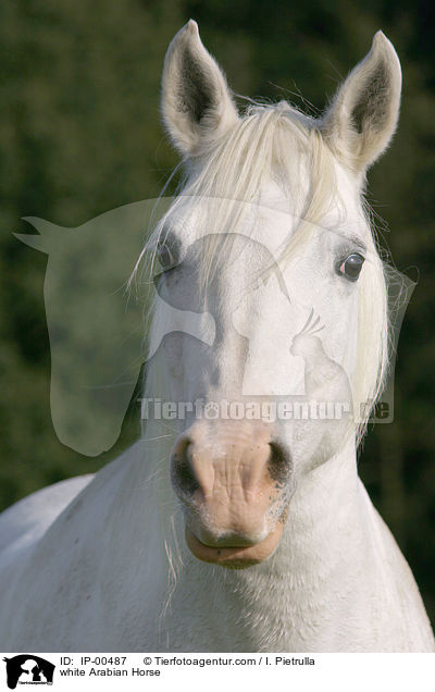 white Arabian Horse / IP-00487